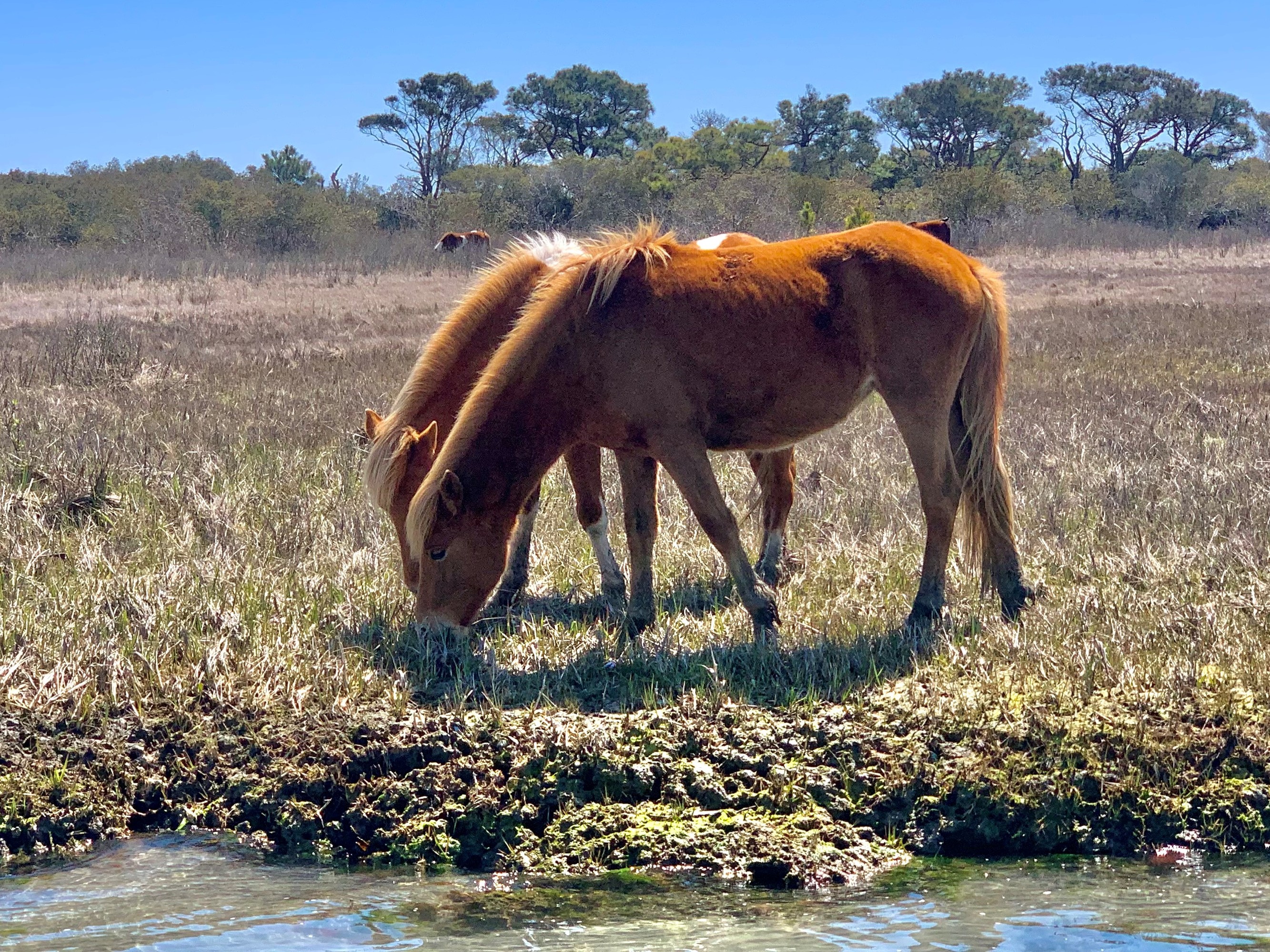 Wild Ponies of Assateague Island